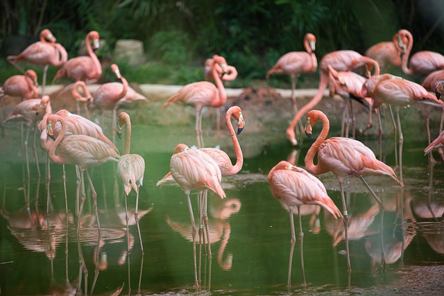 Is een flamingo pak gepast?